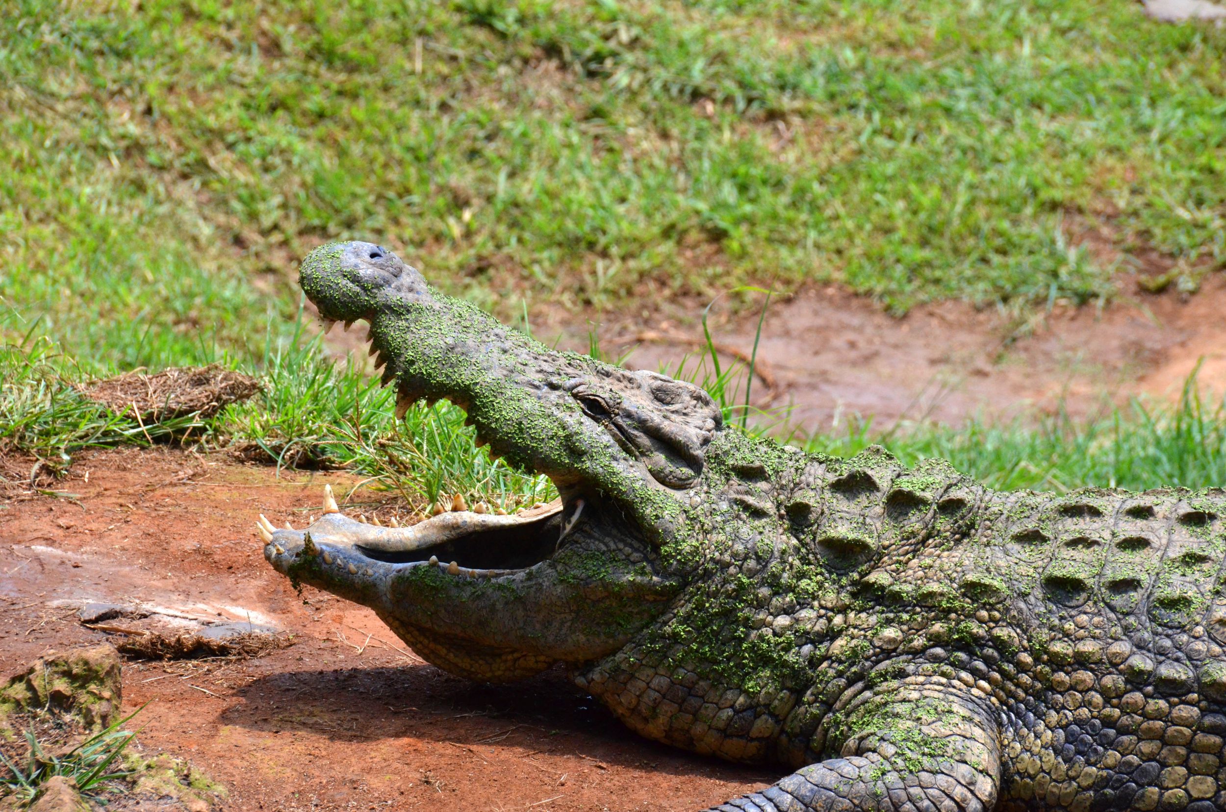 Crocodile at reptile park