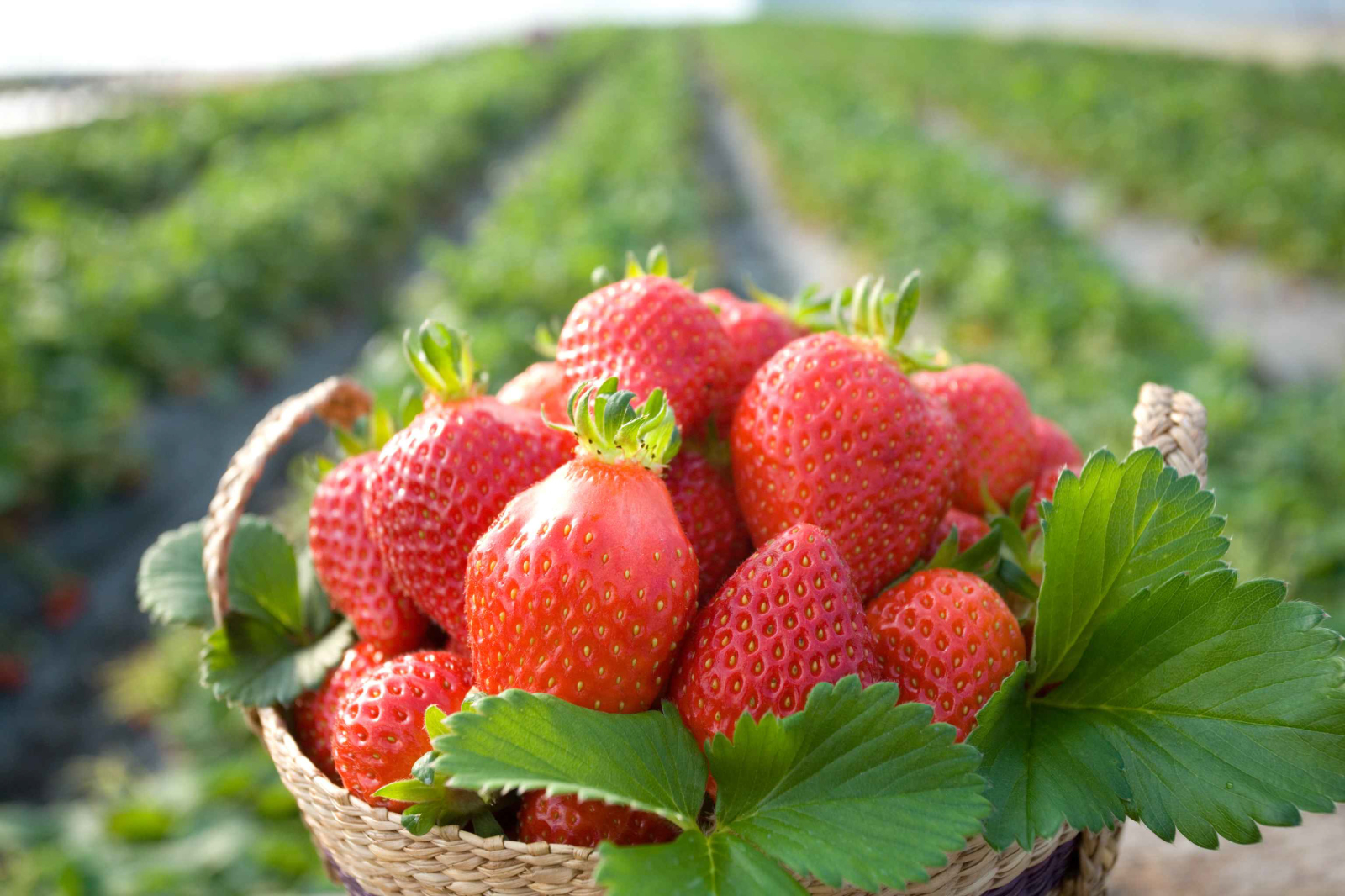 冬季是韓國草莓的採收季節！這趟旅程，我們將帶您前往草莓園，親手採摘又大又甜的草莓，並在現場品嚐多汁美味的草莓。