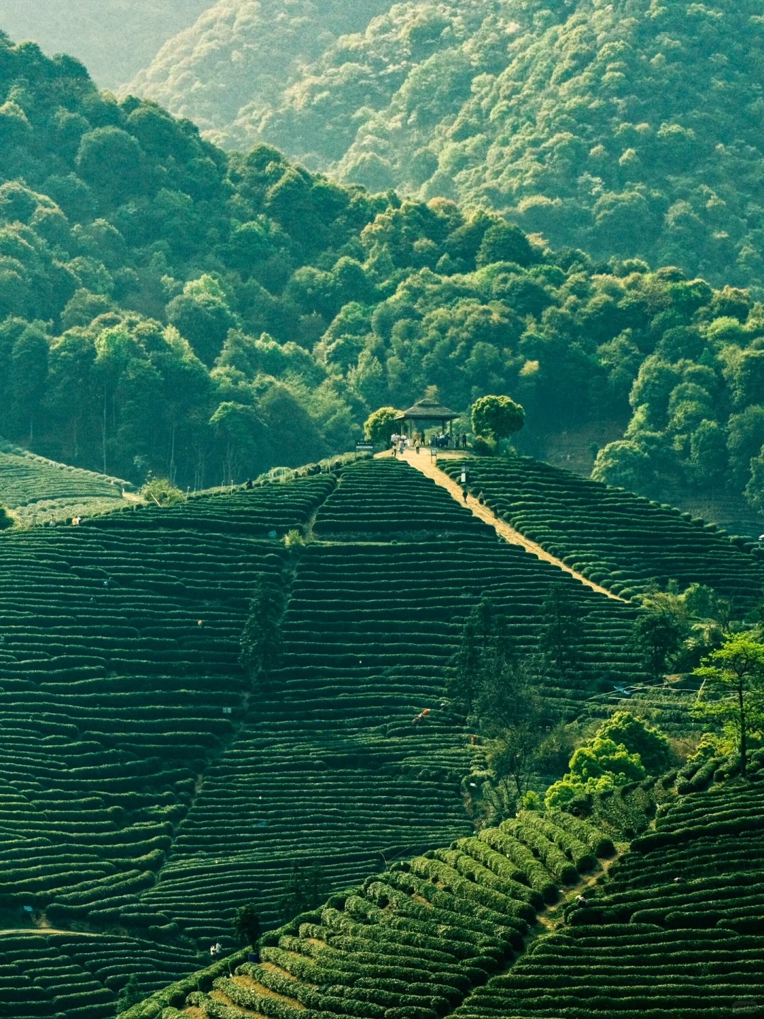 龍井村採茶+炒茶+品茶之旅+人工導覽服務