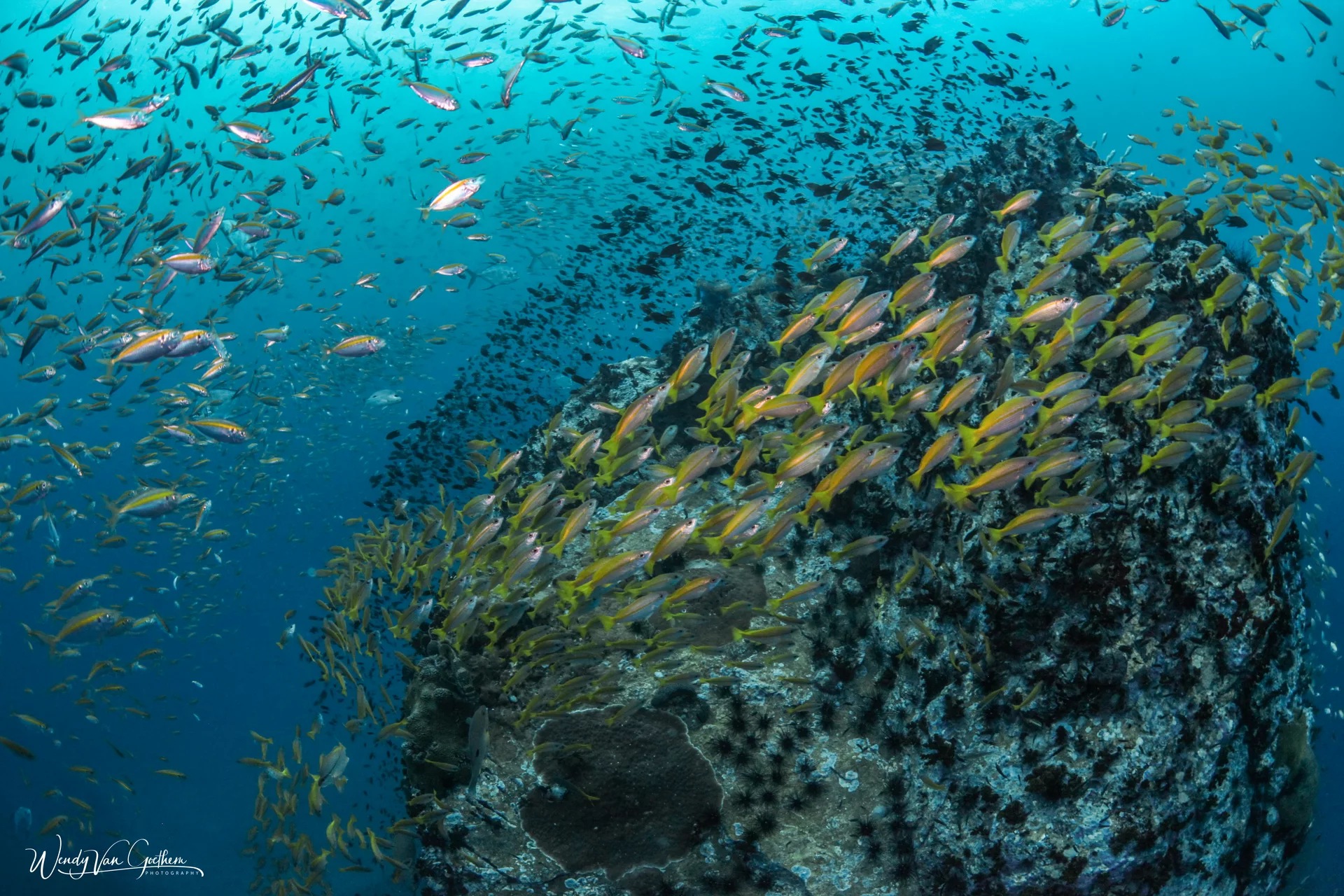 濤島水肺潛水更新體驗（PADI五星級潛水中心）