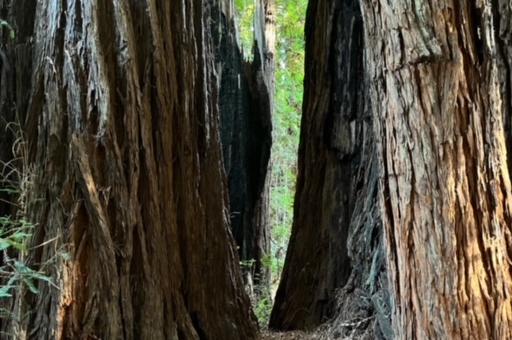 Muir Woods, Sausalito, and Wine Tour from San Francisco