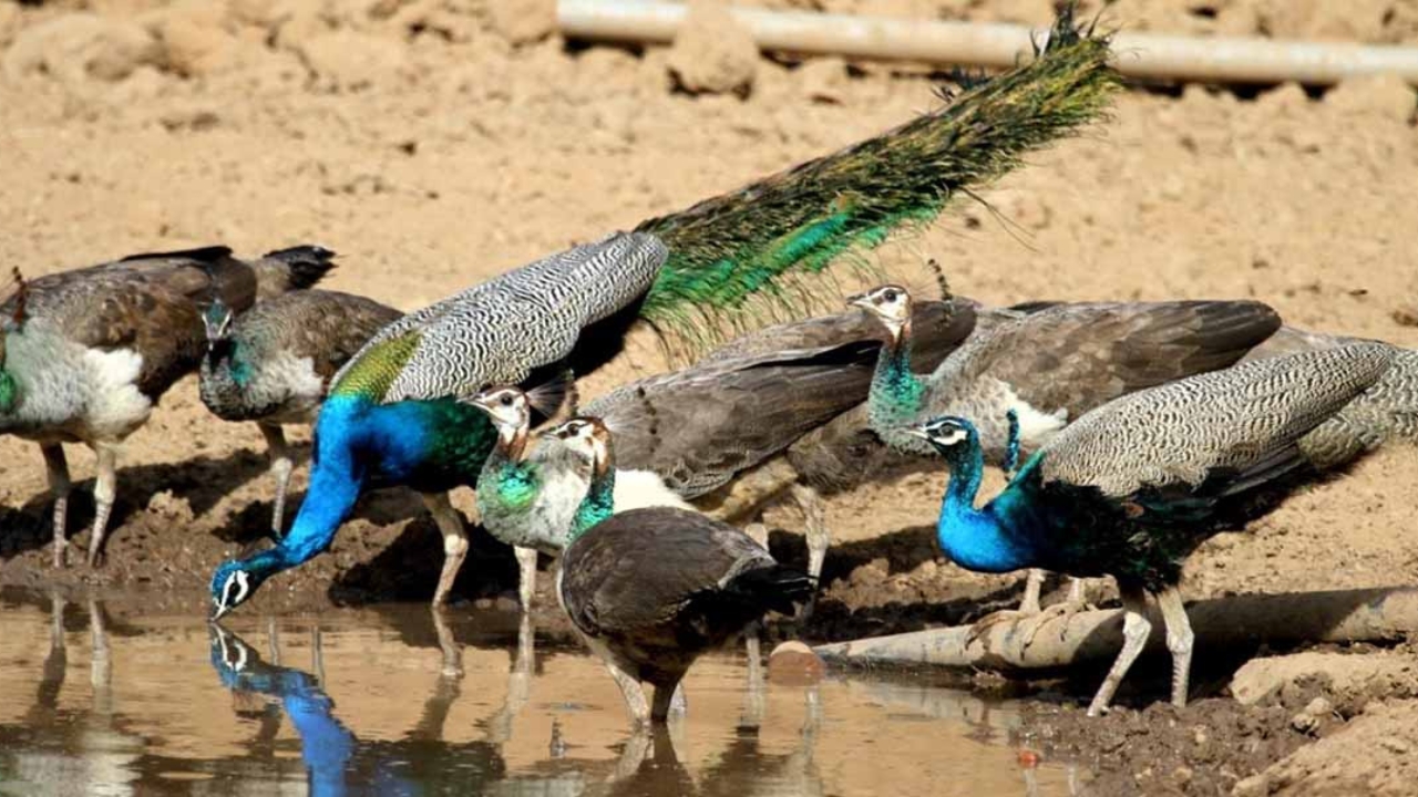 Bharatpur Bird Sanctuary Overnight Tour from Delhi