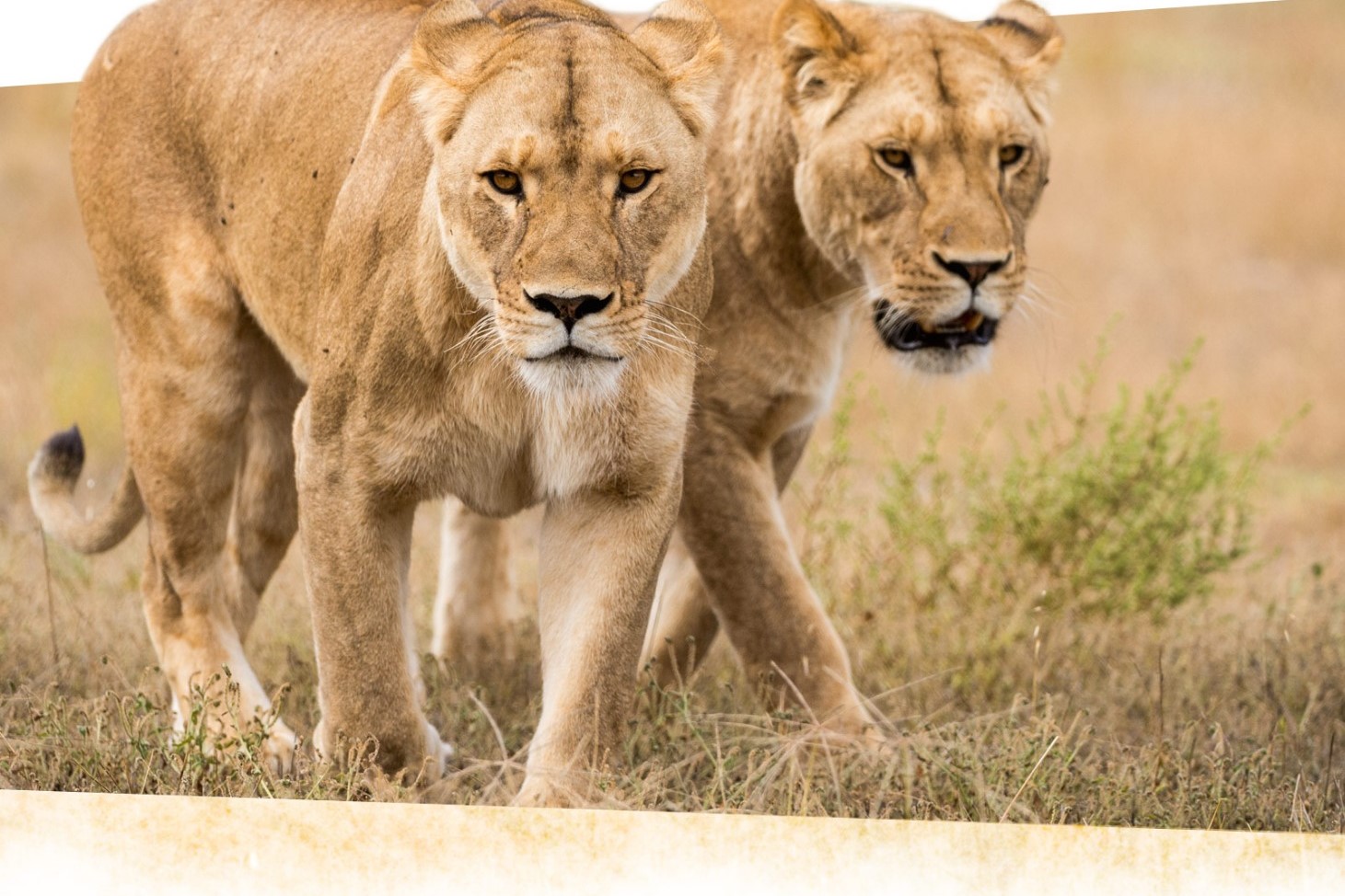 莫納托野生動物園門票