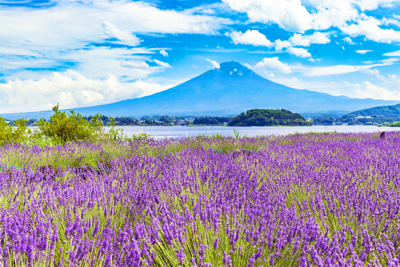 富士山探索之旅-新倉山淺間公園·天梯小鎮·忍野八海·河口湖大石公園·西湖療愈里根場一日遊