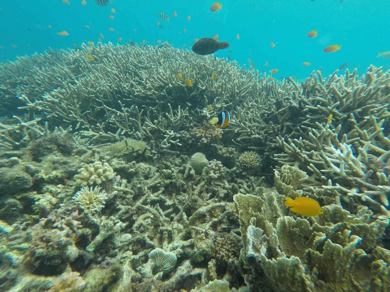 セブ島周辺3大スポット（ナルスアン島、ヒルトゥガン海洋保護区、カオハガン島）アイランドホッピング (日本語サポート/往復送迎 /ランチ）