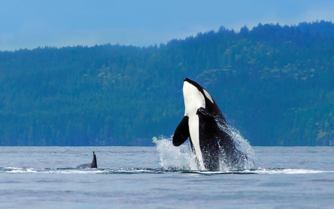 親眼見證大自然不可思議的力量，看虎鯨在牠們的自然棲息地躍出水面、盡情玩耍。