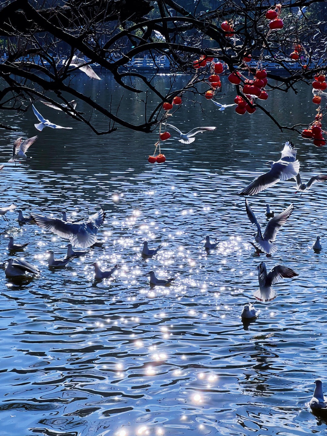 “去有風的地方,見想念的鷗”
這個冬天,總要來一次昆明吧! “去有風的地方,見想念的鷗”
這個冬天,總要來一次昆明吧!