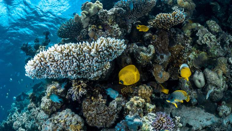 Полнодневный круиз и сноркелинг на острове Аль-Ахбар в Джазане