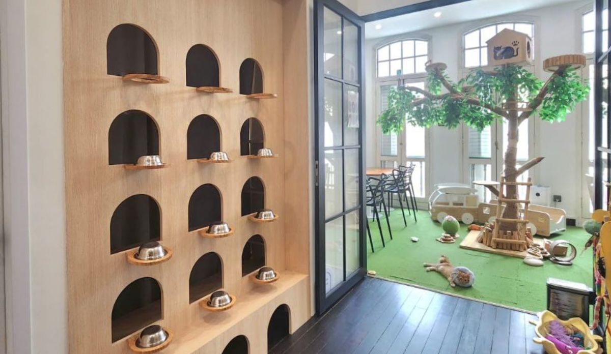 Where we feed the cats