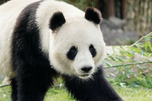 哥本哈根動物園免排隊門票