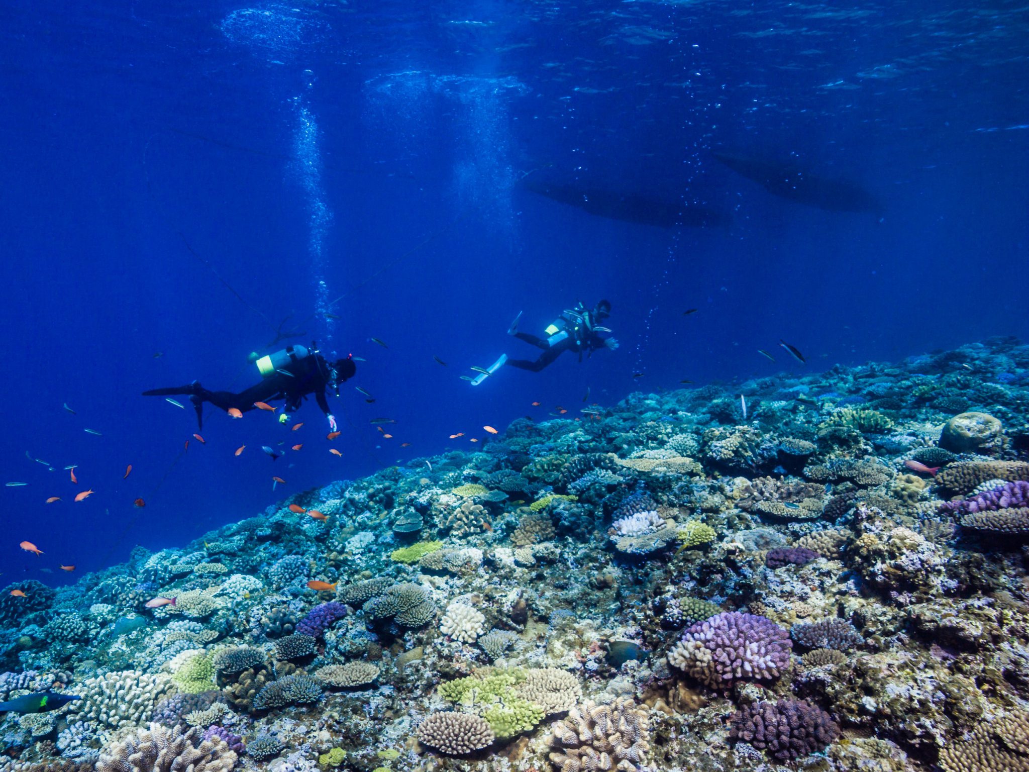 沖繩PADI搜索 & 尋回潛水體驗（PADI五星級IDC）