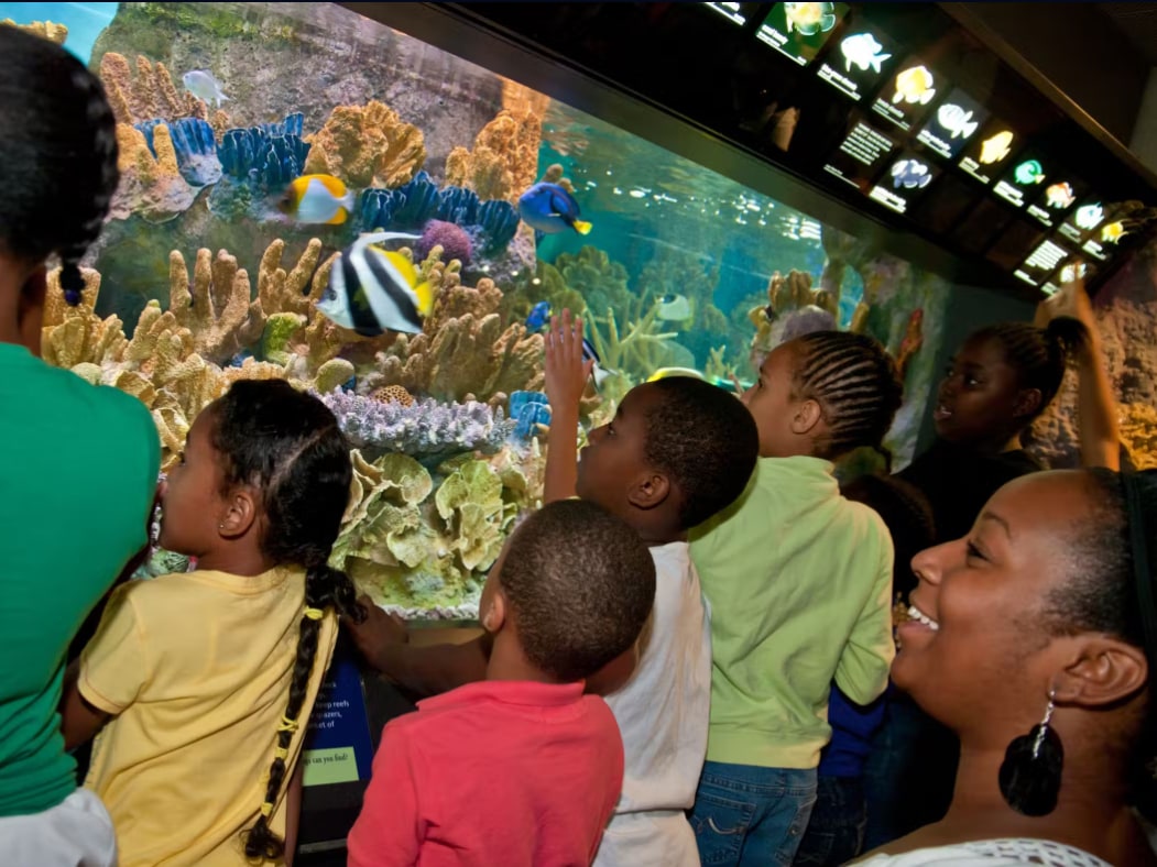 With curious eyes, they watch the fish swim gracefully through the tanks, pointing out their favorites