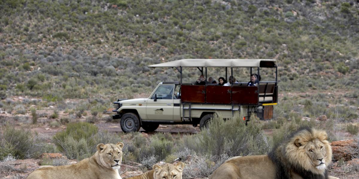 遊覽車前的獅子