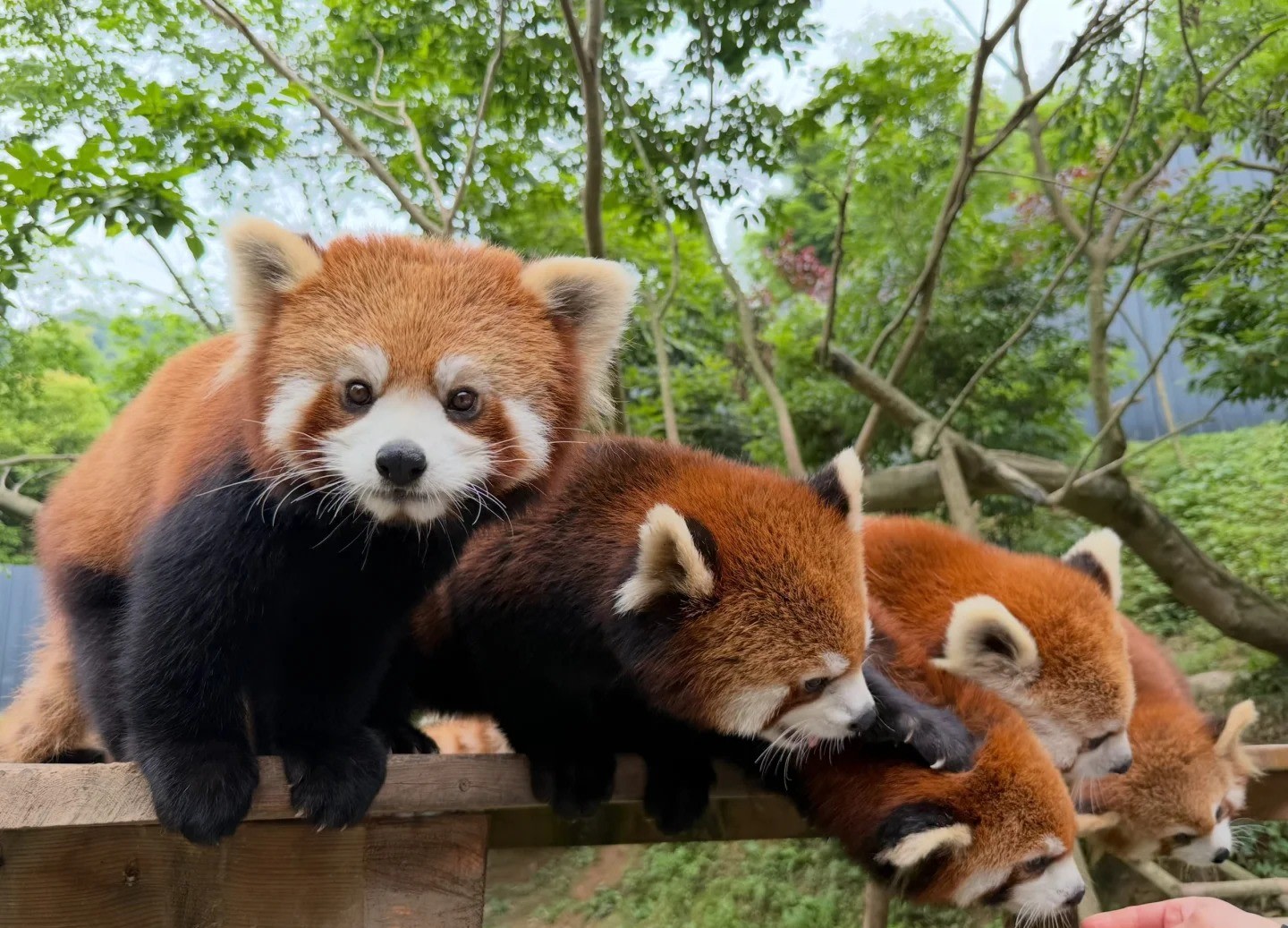 Chengdu Dujiangyan Red Panda Forest Park