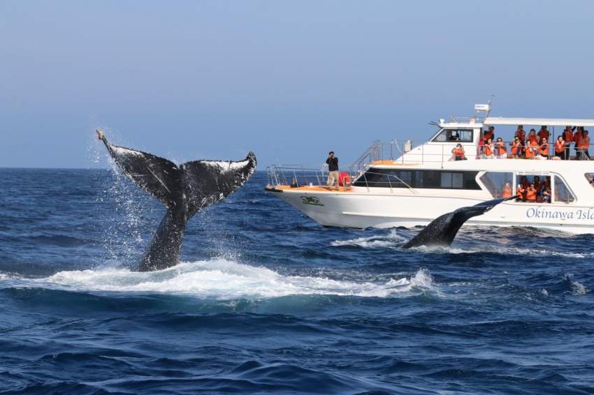 【本部出發】距離沖繩必訪景點「美麗海水族館」僅約10分鐘車程。上午出海賞鯨，下午還能輕鬆安排水族館或周邊景點行程，完美組合您的沖繩旅遊路線。