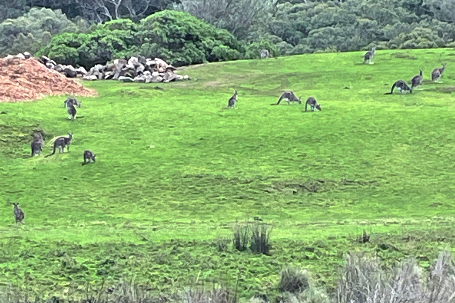 (2 Days) Wellbeing and Wildlife Great Ocean Road Experience