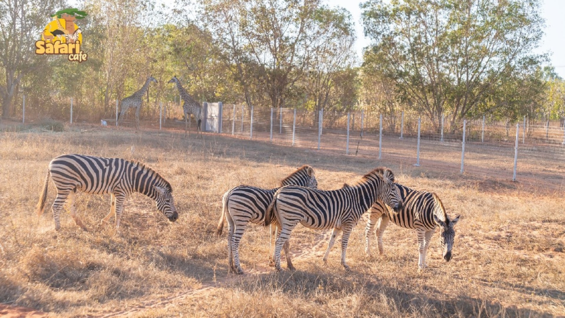 Safari Cafe & Zoo