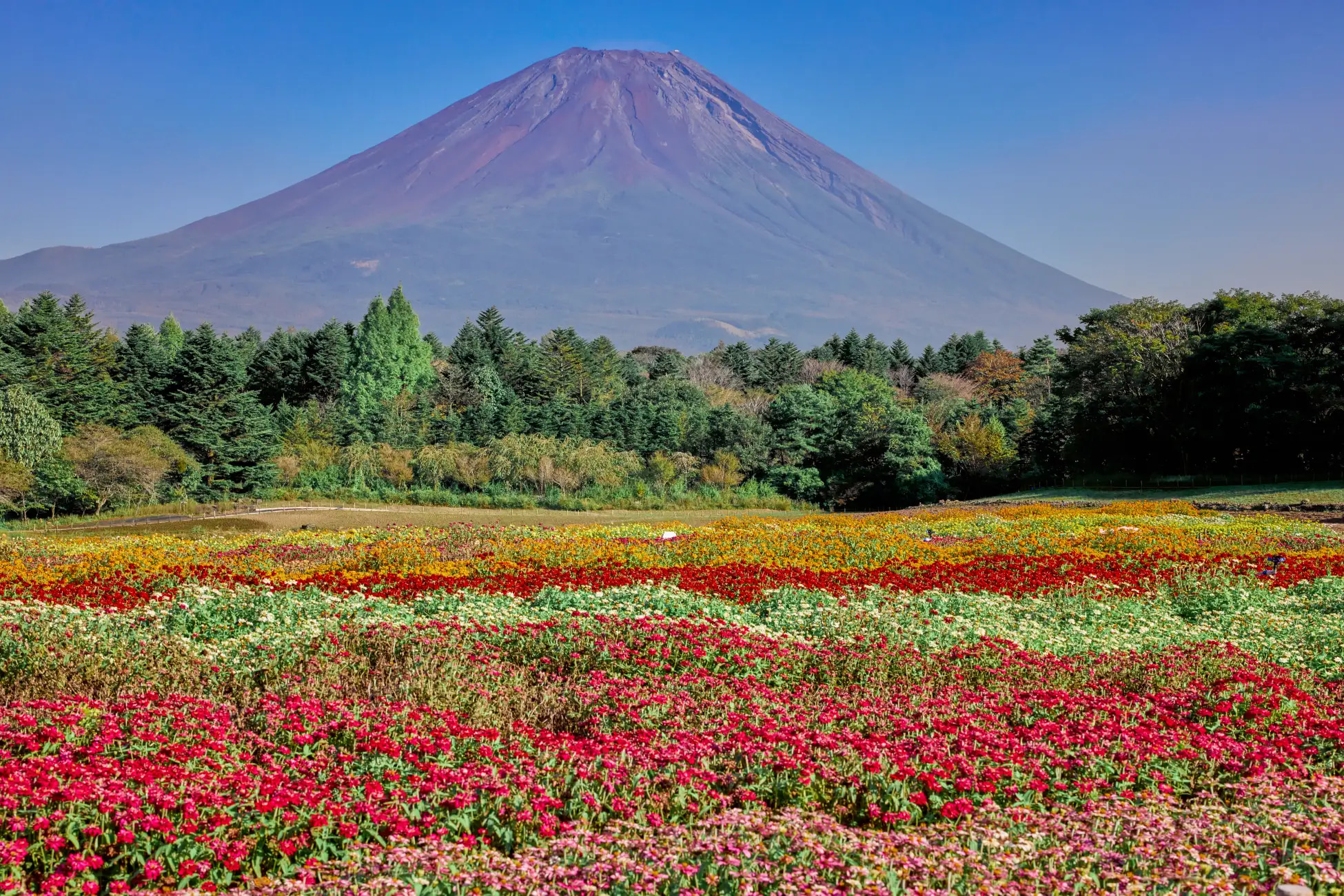 富士山壯麗美景或芝櫻節浪漫花海一日遊 （東京出發）
