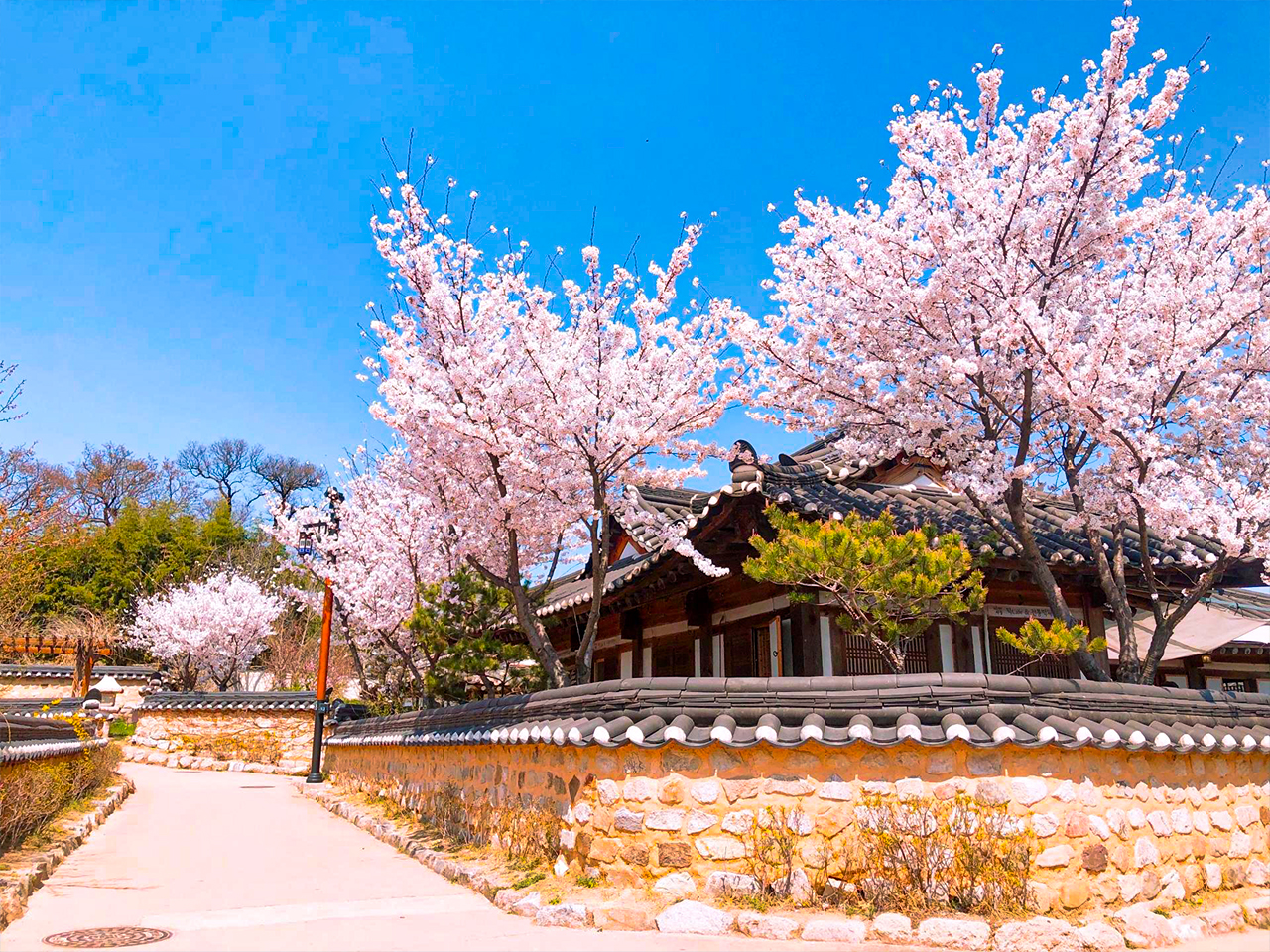 在校村,探索被柔和櫻花點綴的傳統韓屋。 在校村,探索被柔和櫻花點綴的傳統韓屋。