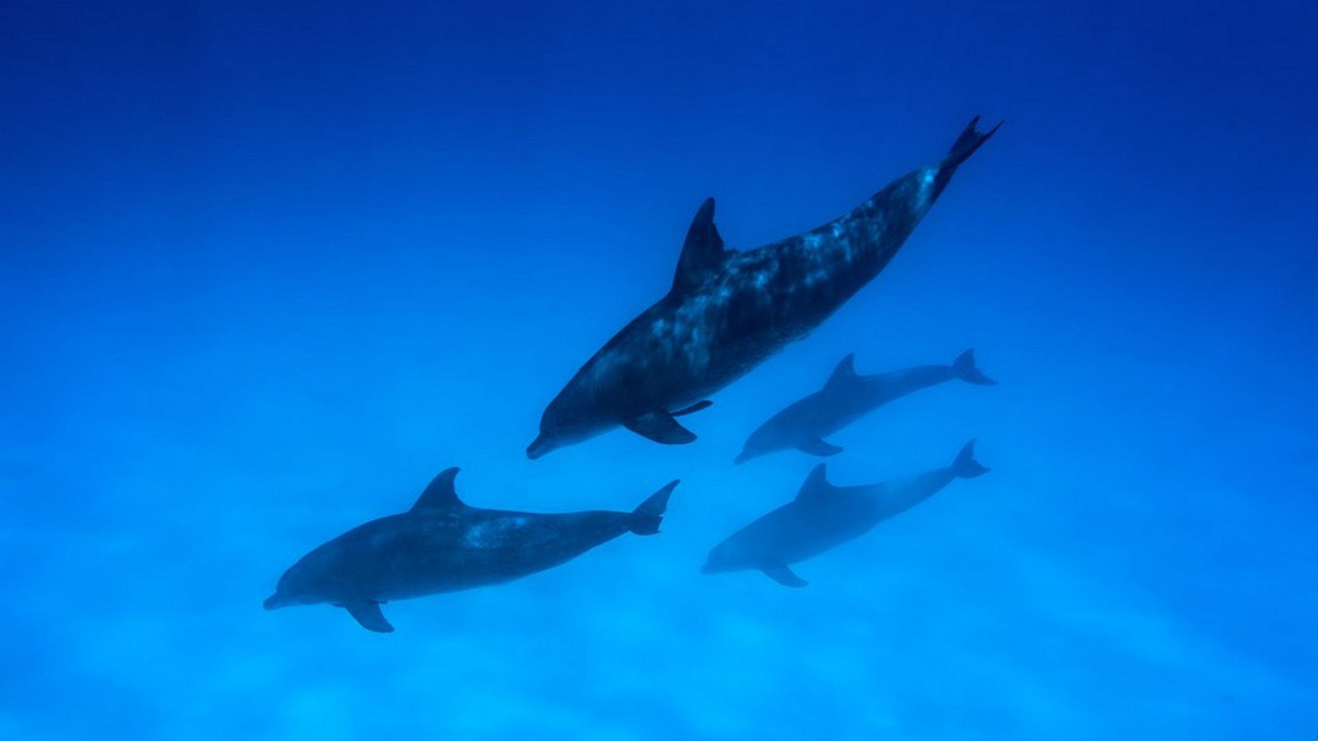 海豚屋礁石浮潛海上之旅(含接送)- 馬薩阿拉姆 海豚屋礁石浮潛海上之旅(含接送)- 馬薩阿拉姆