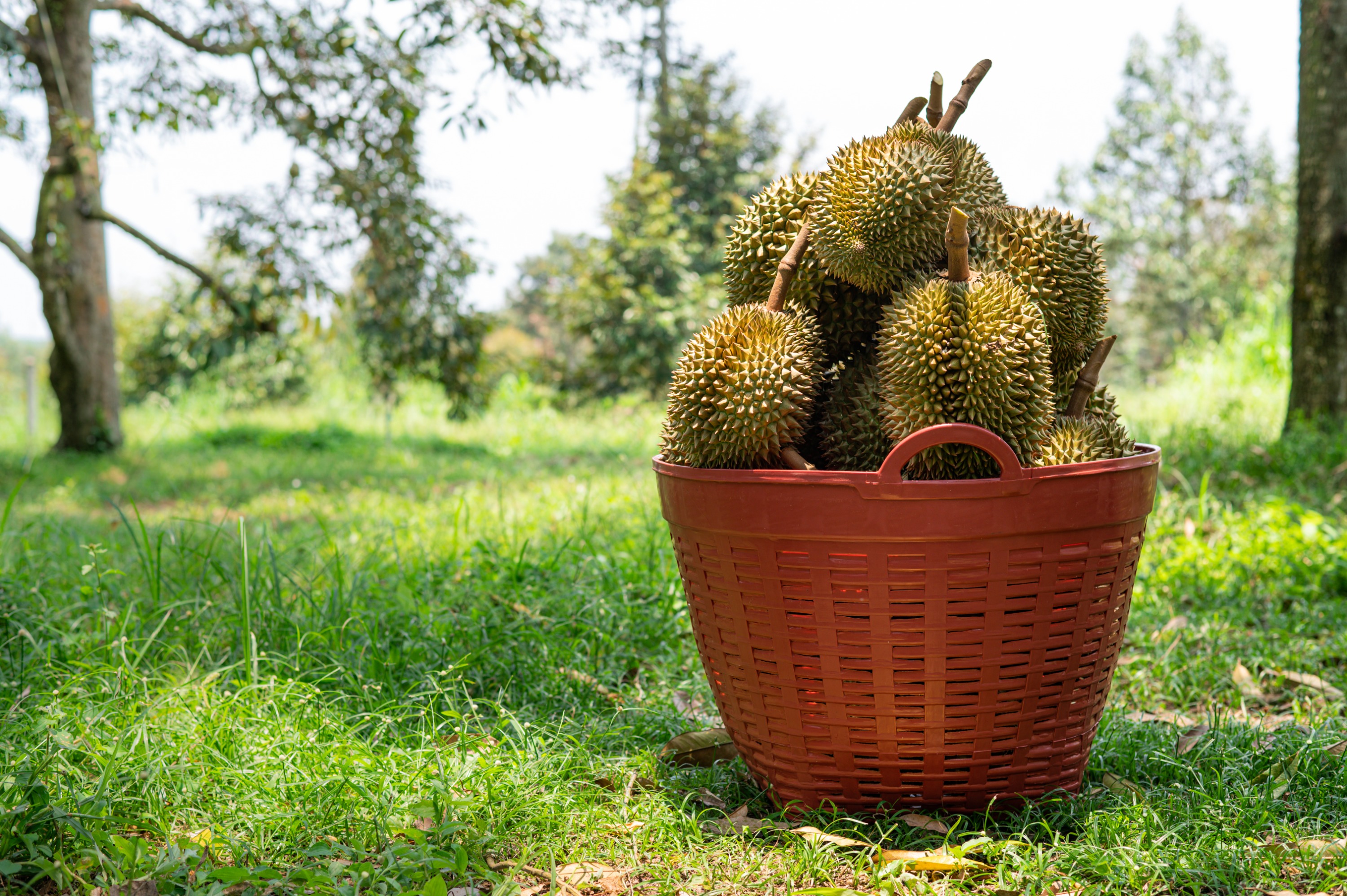 Durian Delight Day Tour