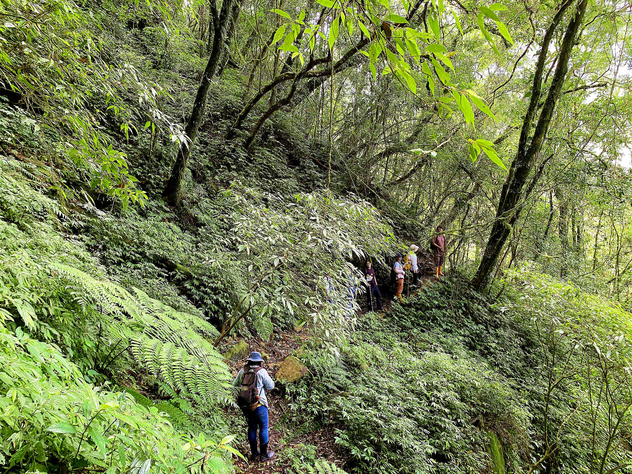 Chiayi: Alishan Tefuye Noyoca Giant Tree Group Ecological Experience