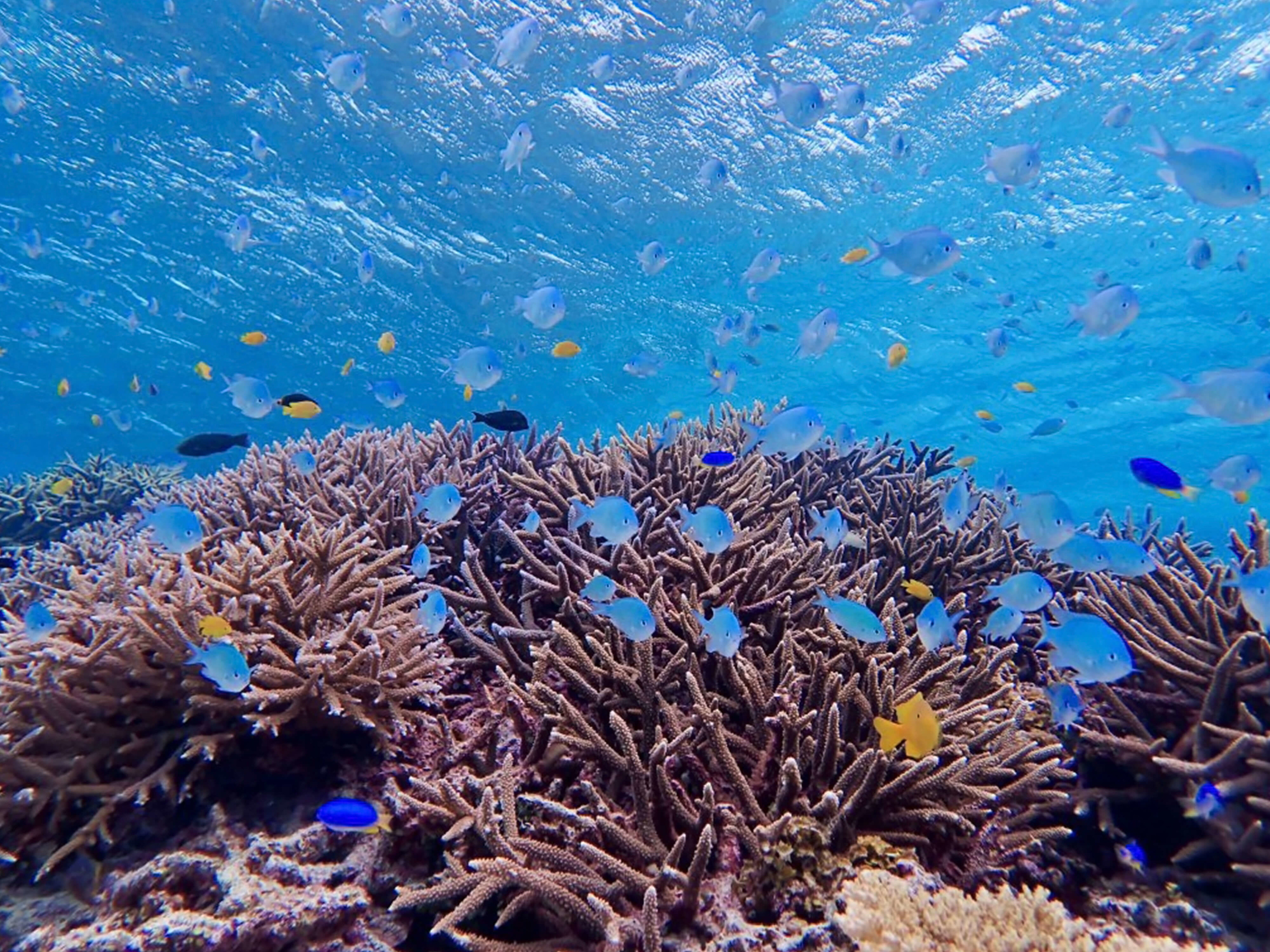 Snorkeling Experience in Miyako Island