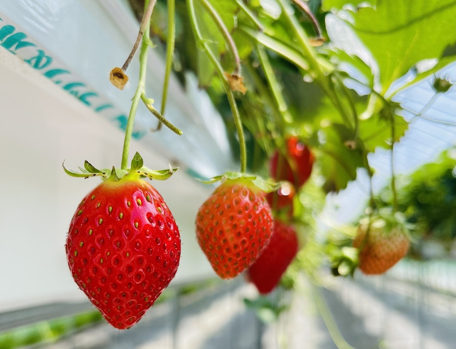 30分鐘草莓任採任吃項目(自費) 30分鐘草莓任採任吃項目(自費)