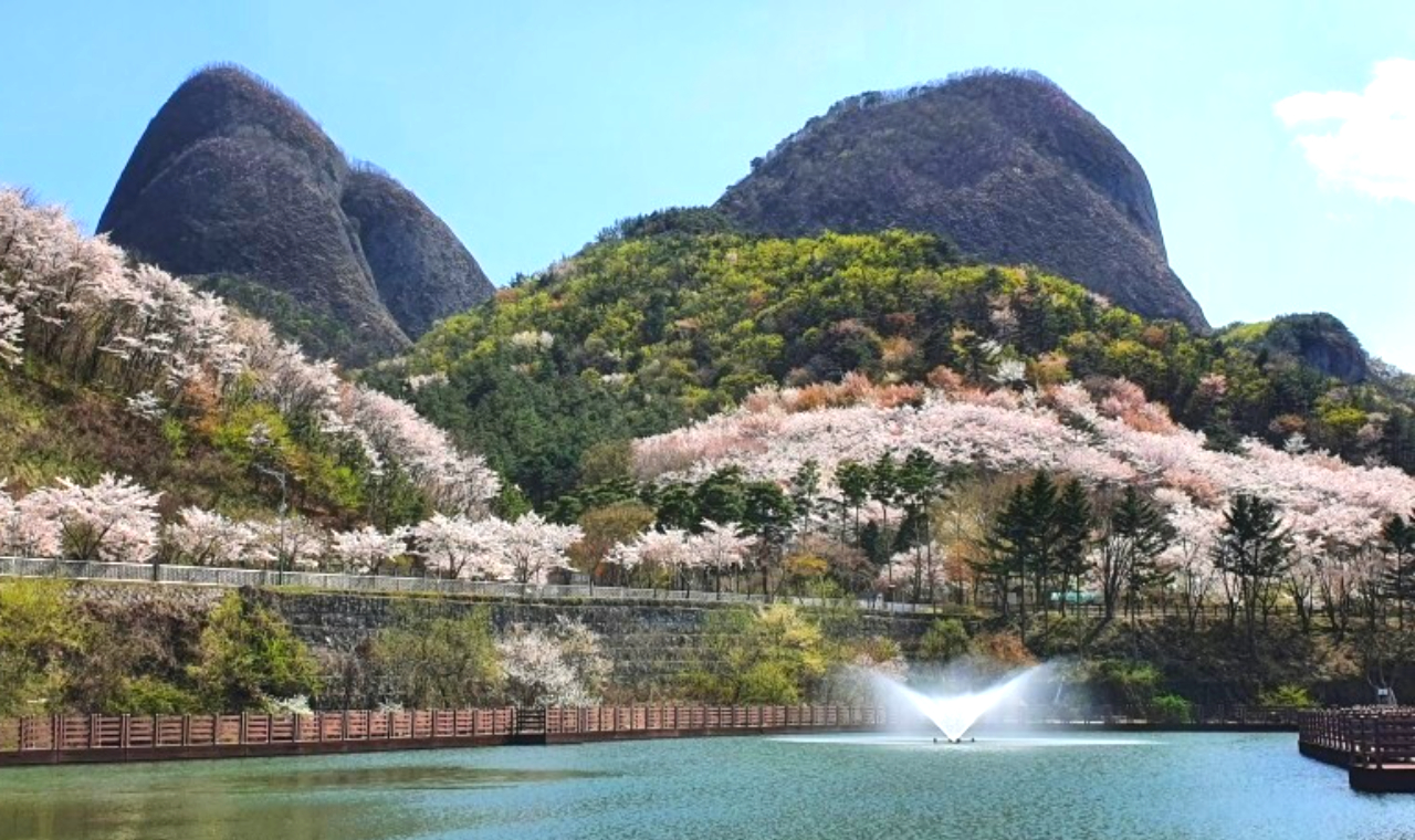 Maisan is named because the mountain is like the ears of a horse. There is a whole row of cherry blossom tunnels on the road 3 kilometers from the entrance. The cherry blossom festival is held in mid-April every year!