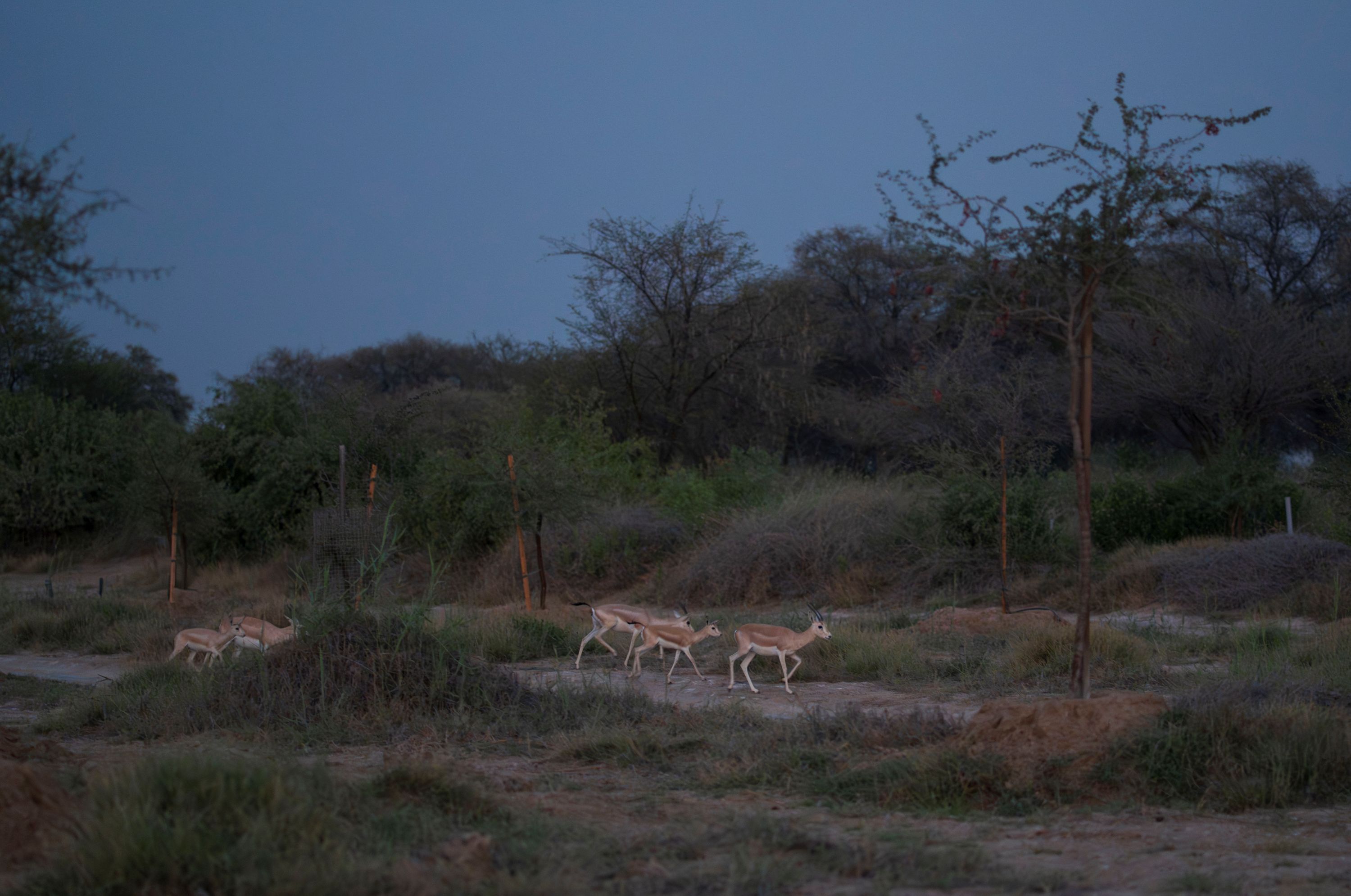 Dubai: Night Desert safari with Camel Ride & Stargazing