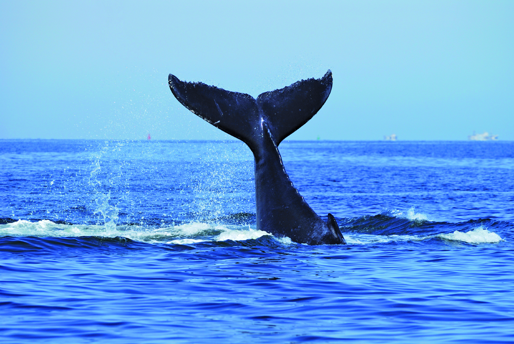 2-Hour Whale Watching Express Cruise from Sydney Harbour