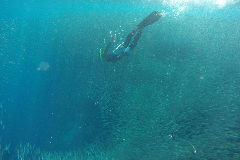 man snorkeling with the sardine rush at Moalboal