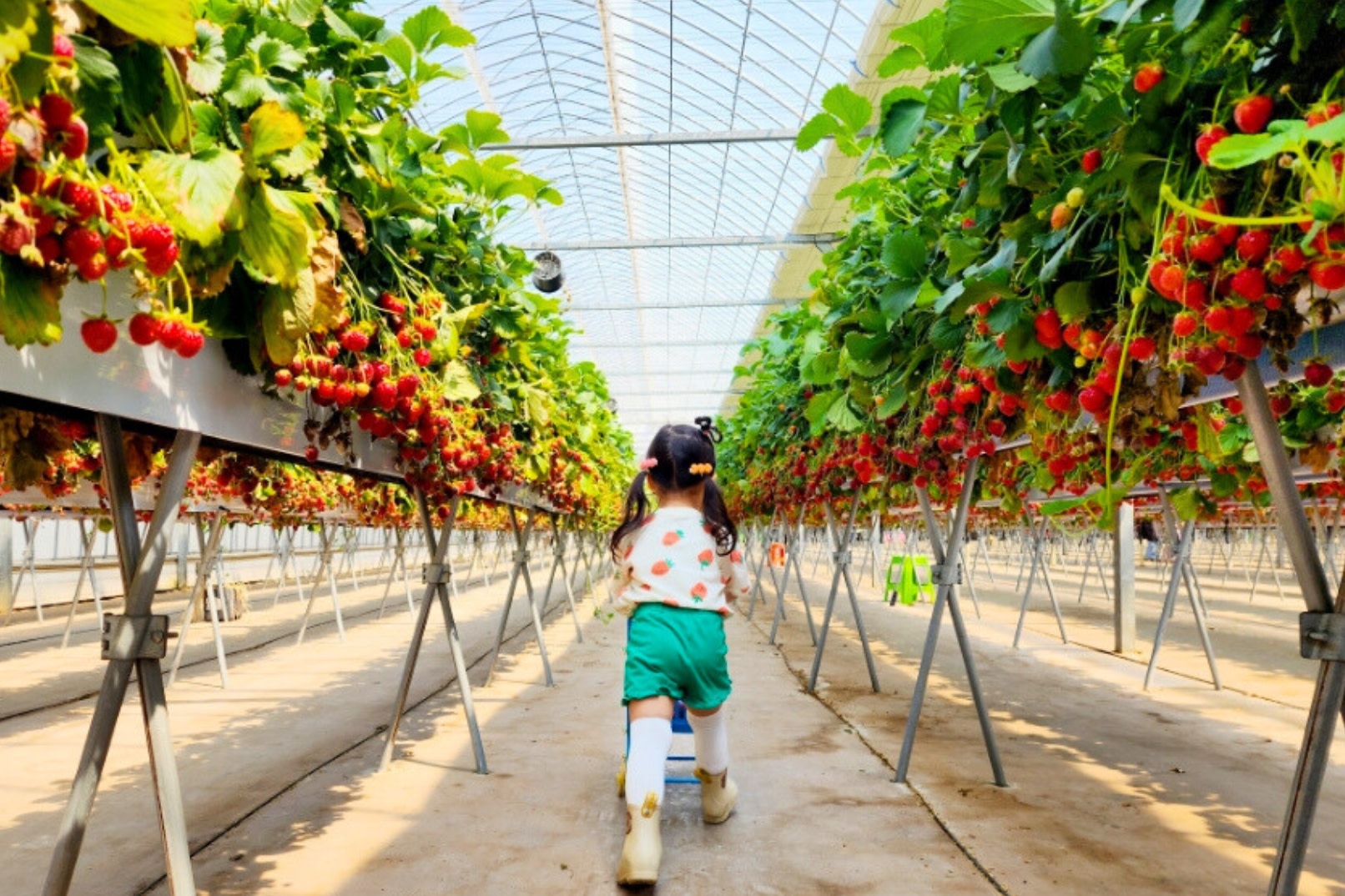 Nami Island & Strawberry Picking and Jam Making Experience & Garden of Morning Calm or Gangchon Rail Bike Day Tour