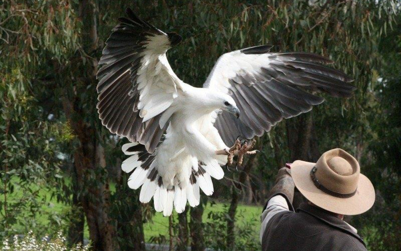 在袋鼠島野生動物園邂逅宏偉的白腹海鵰