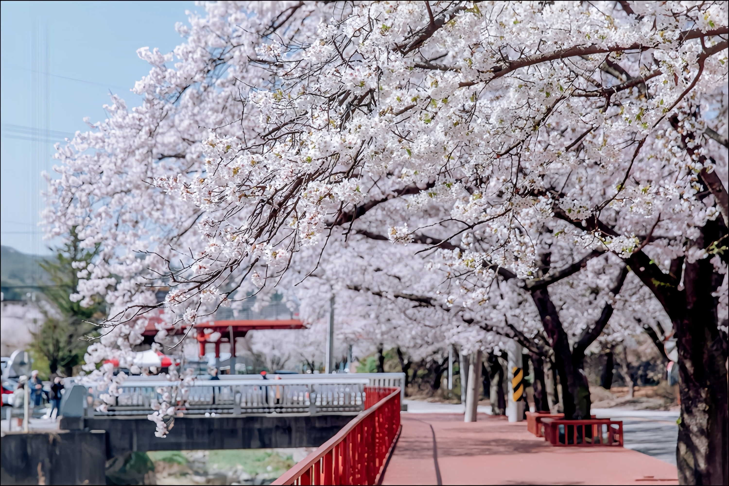 春天時，道路兩旁開滿粉嫩櫻花，美不勝收。