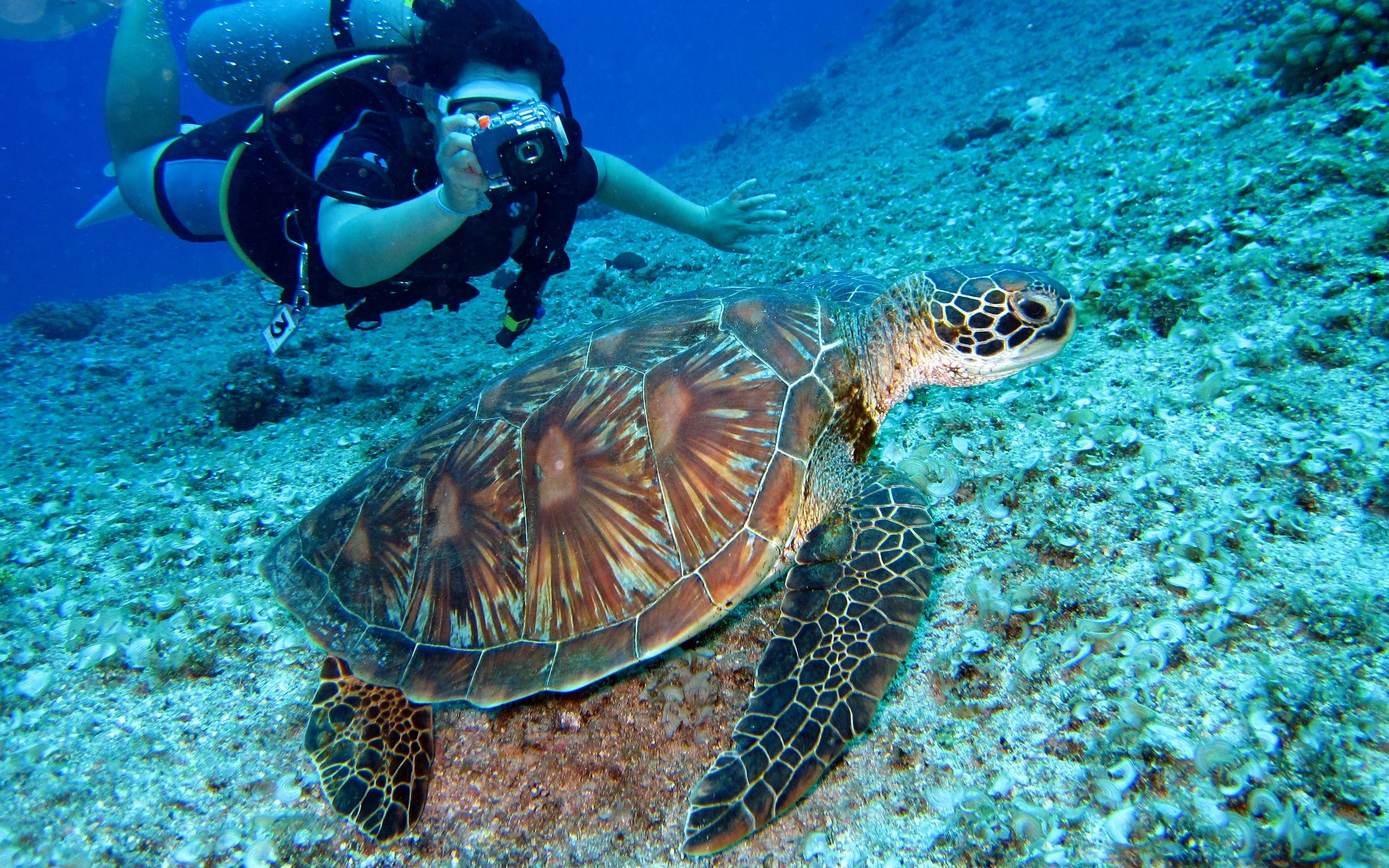 Mirissa Best Snorkeling Experience with Turtles