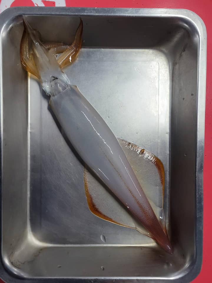 澎湖：夜釣小管體驗・品嚐小管麵線
