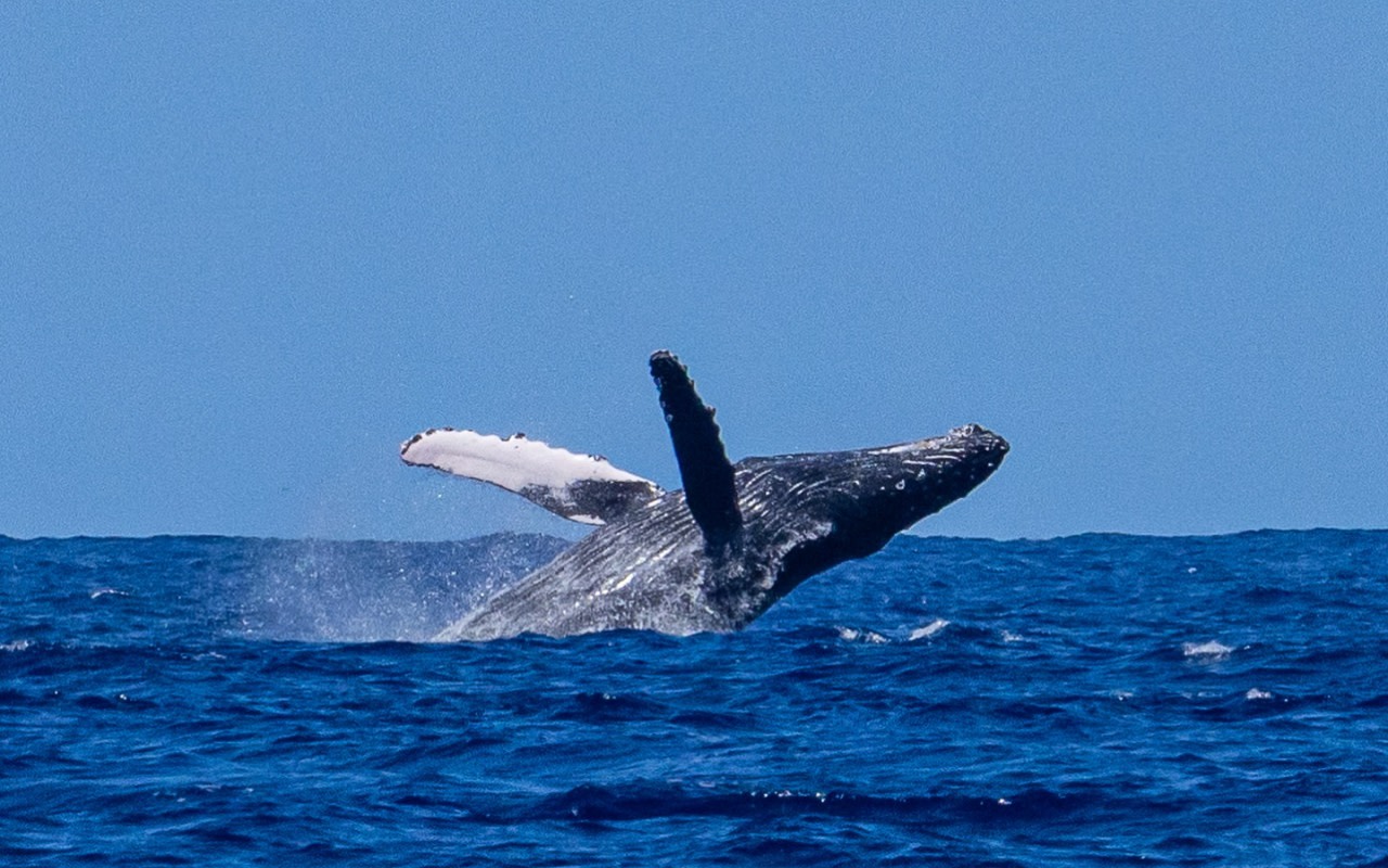 Oahu Marine Life Half-Day Small Group Experience 