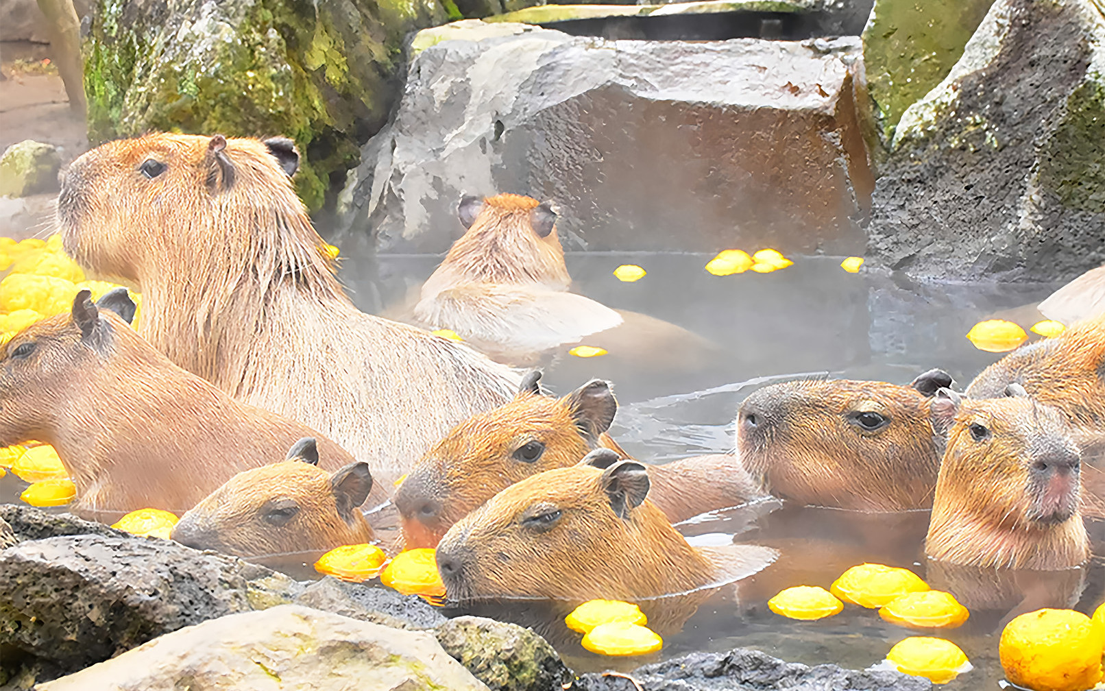 Izu: Mt. Omuro & Cactus Animal Park & Jōgasaki Coast & Kadowaki Suspension Bridge Day Trip (Includes Sea View Train Experience)