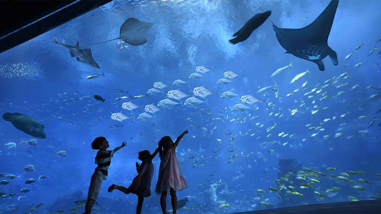 紅海巨型水族館之旅