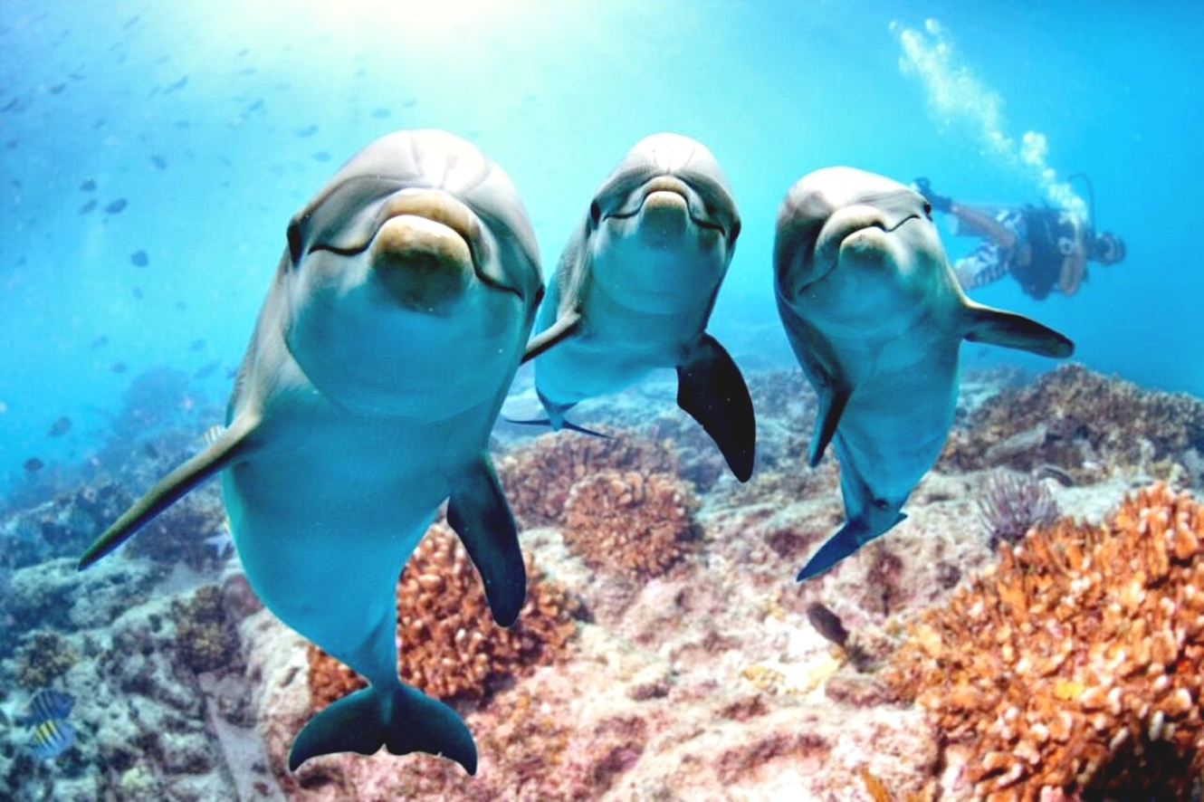洪加達海豚觀賞遊船之旅（包浮潛 & 午餐）