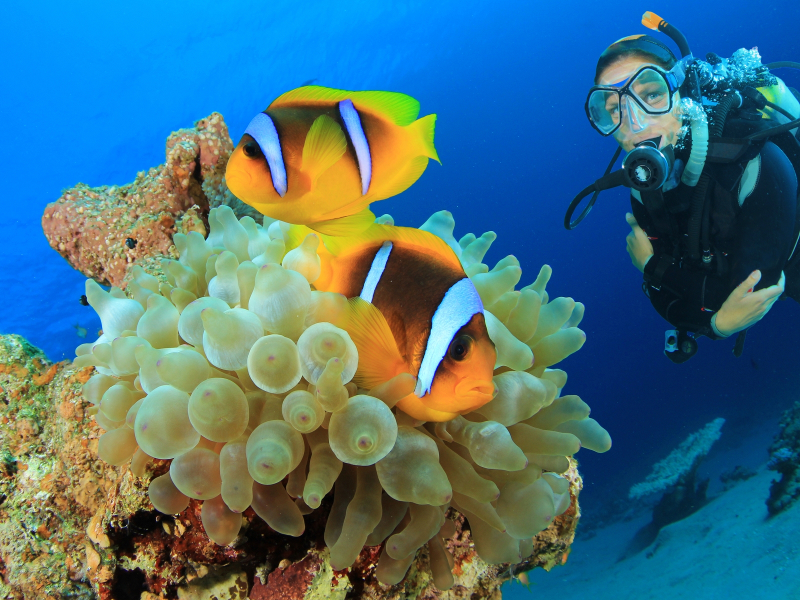 Intro-Diving at Ras Mohammed & White Island in Sharm El Sheikh