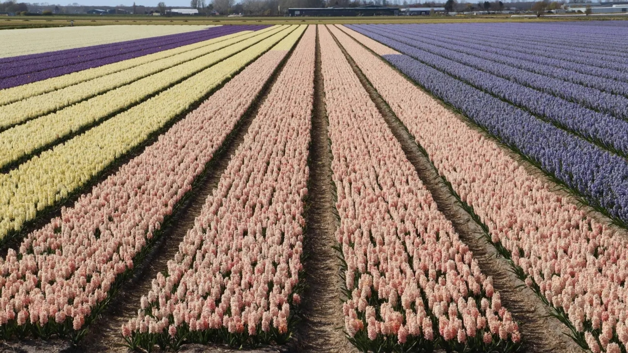 沉浸在盛開的風信子和鮮豔色彩的奇妙仙境中