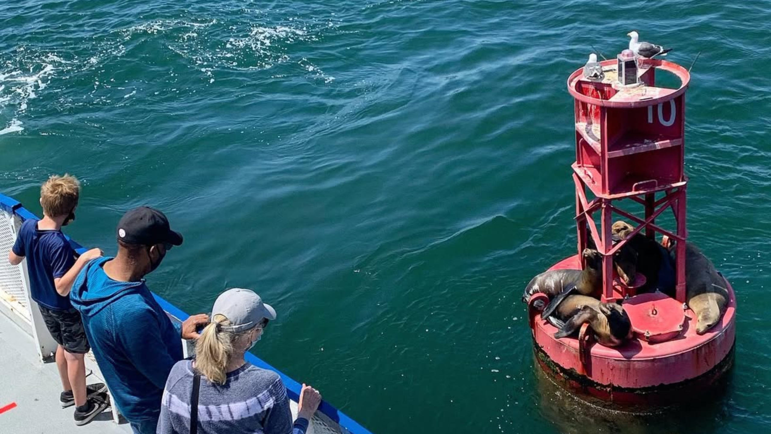 在風景優美的西港探險之旅中，您將有機會看到活潑的海獅、港海豹和本地鳥類