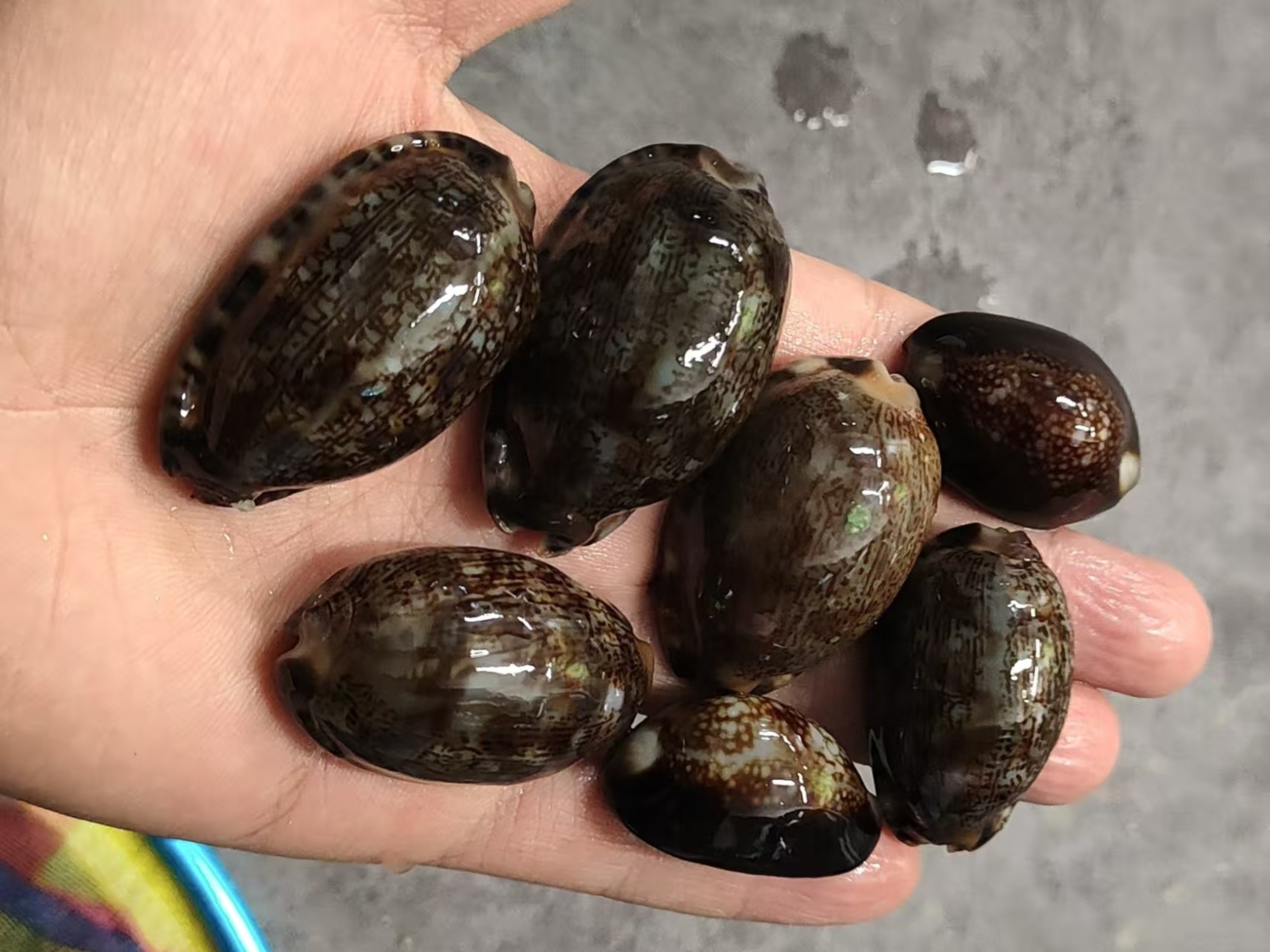 手掌裡託著數只花斑寶螺，殼面紋理斑駁、溼滑透亮，是趕海時可收藏的顏值類海貨