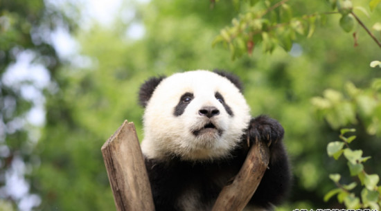 Chengdu Research Base of Giant Panda Breeding Ticket