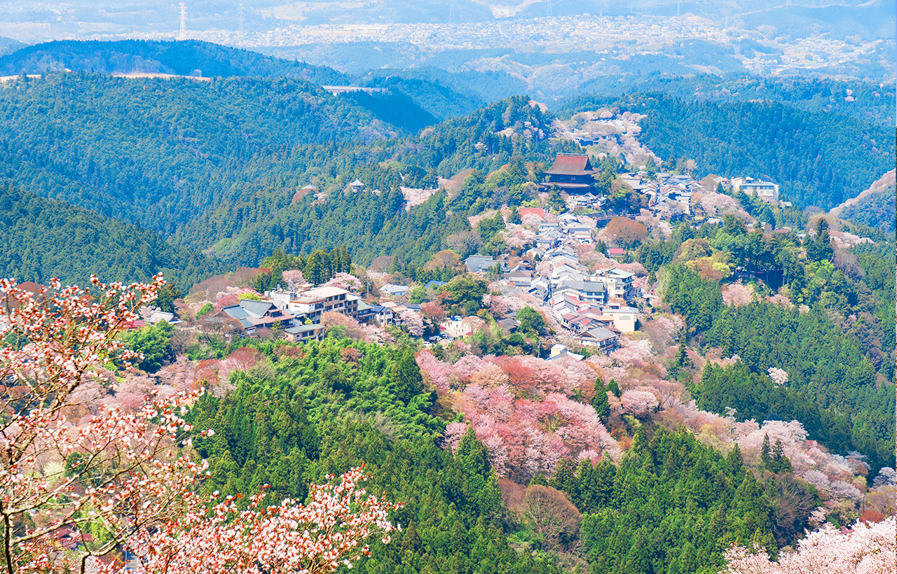 櫻花季限定｜奈良公園·東大寺·吉野山千本櫻一日遊｜大阪出發