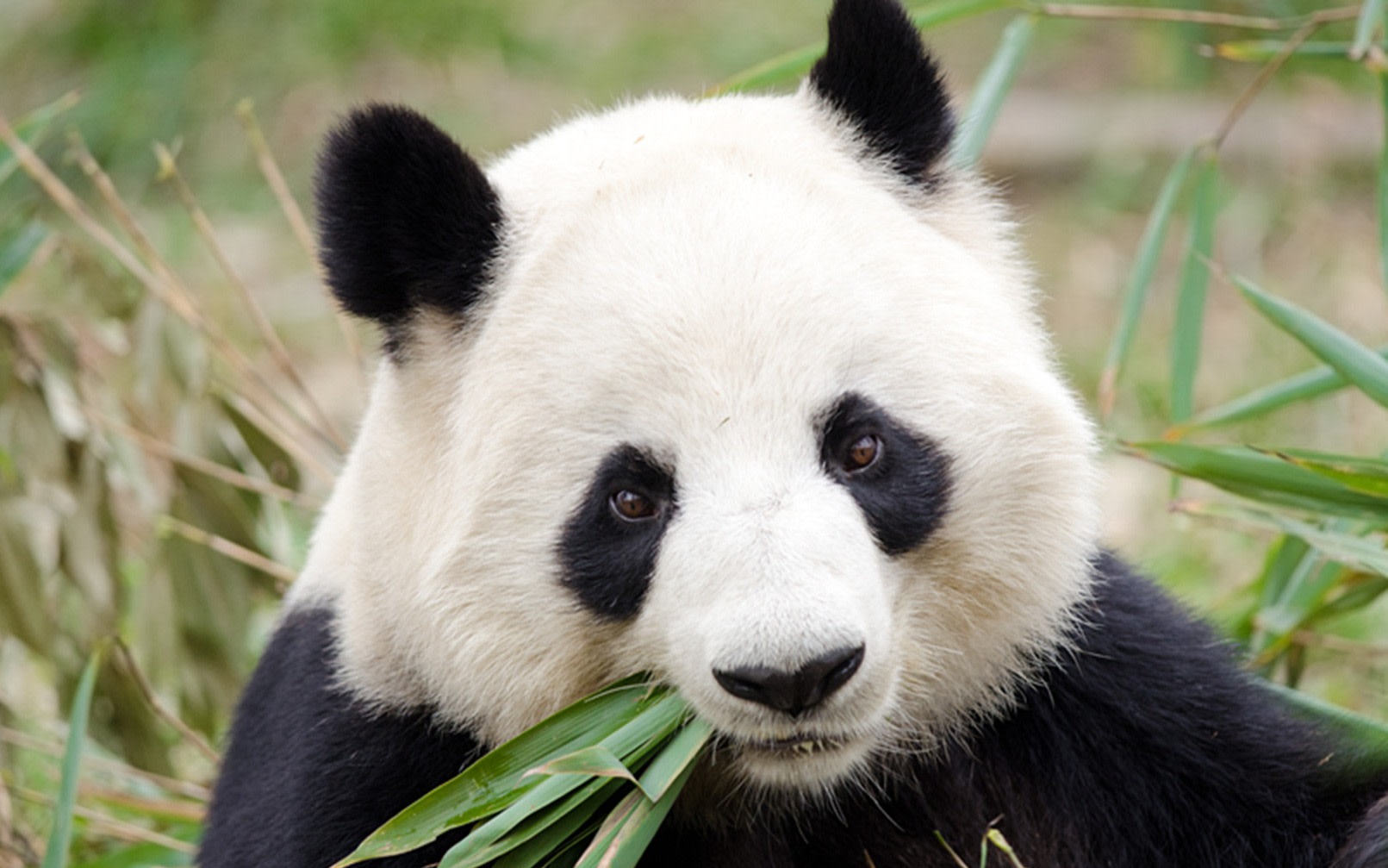 11 Days Beijing-Xi'an-Chengdu-Shanghai Small Group Tour