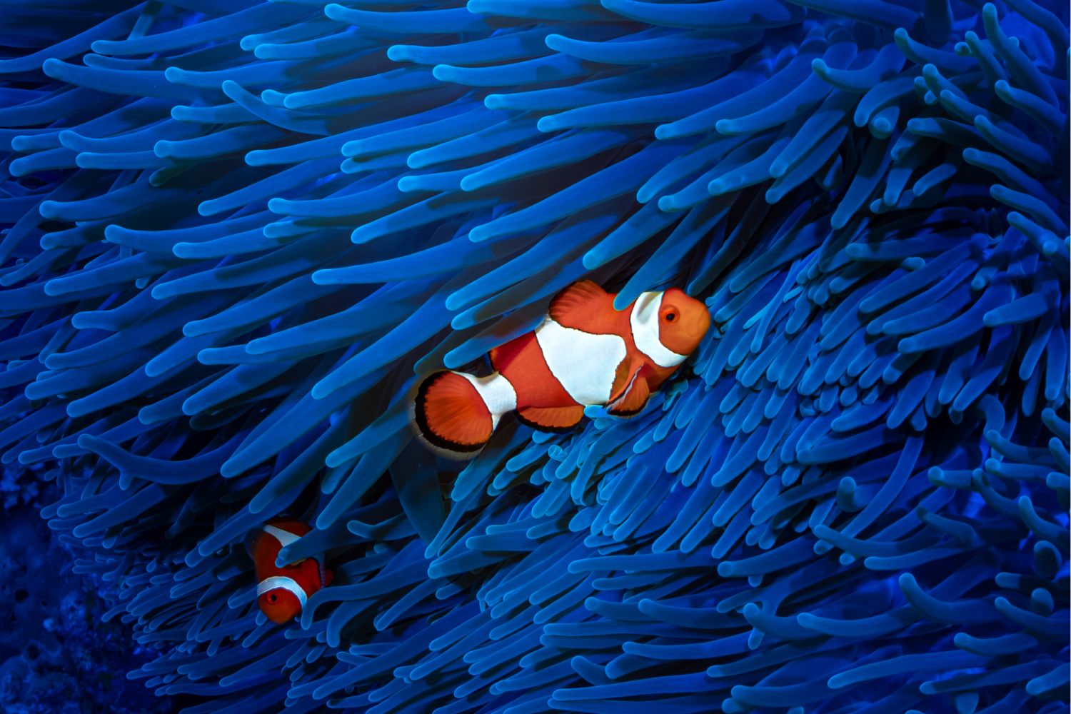 Learn about the Great Barrier Reef