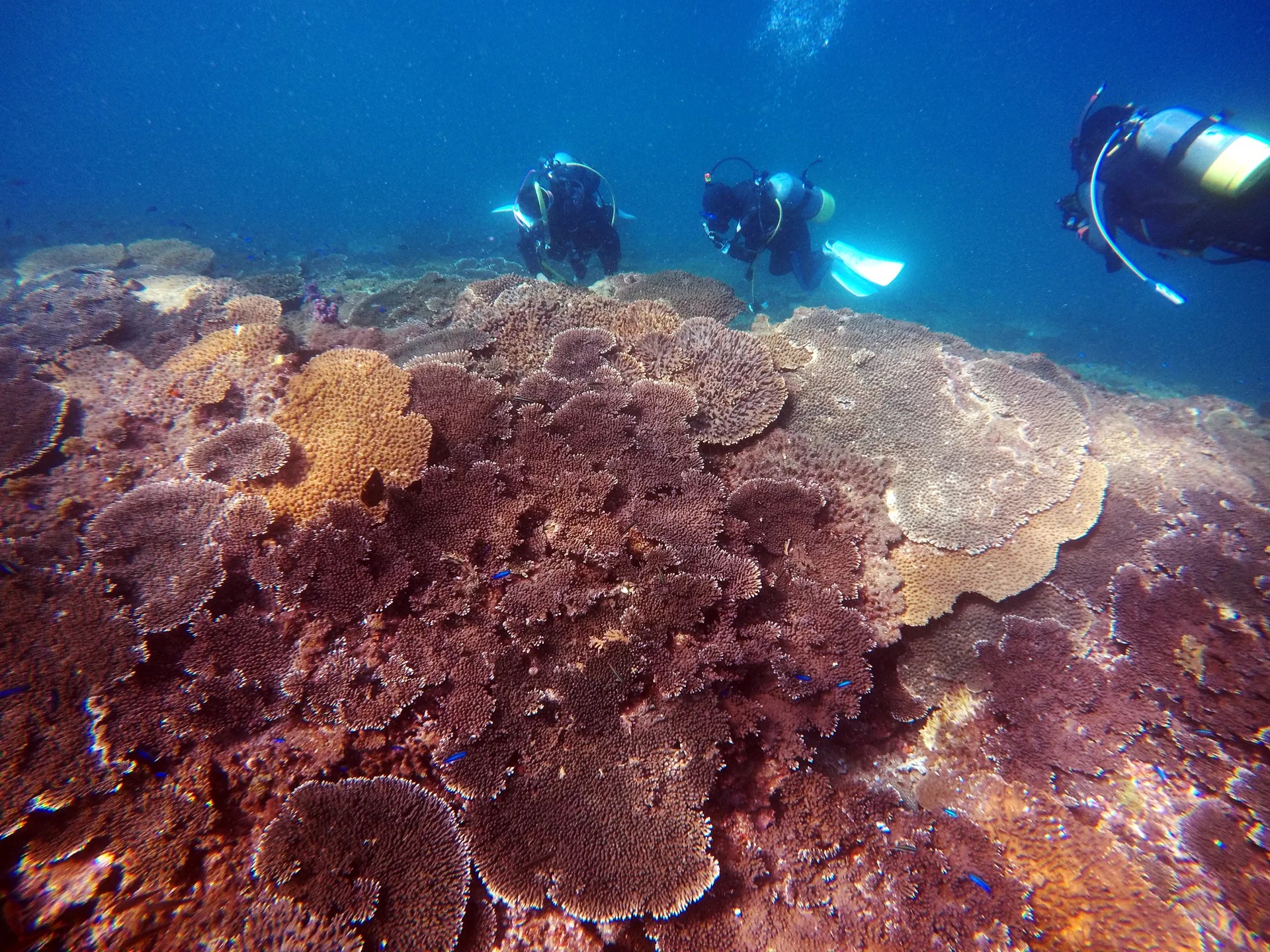 探索大阪海底：PADI 5* 中心的 3 天開放水域潛水員